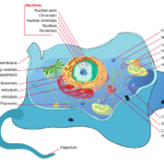 Animal_cell_structure_en.svg_.png