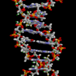 DNA_animation.gif