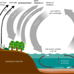 Carbon_cycle-simple_diagram.svg_.png