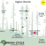 640px-Carbon_Cycle-animated_forest.gif