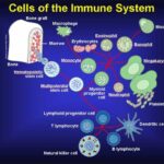 640px-Cells_of_the_immune_system.jpg