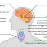 640px-Endocrine_central_nervous_en.svg_.png