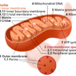 Mitochondrion_mini.svg_.png