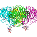 Neuraminidase_from_1918_influenza.gif