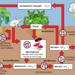 Nitrogen_Cycle_2.svg_.png