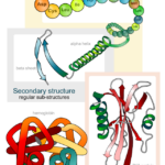 640px-Main_protein_structure_levels_en.svg_.png