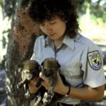 640px-Red_wolf_pups_-_captive_breeding.jpg