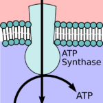 ATP-Synthase.svg_.png