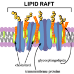 Lipid_Raft.png