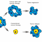 Cancer_stem_cells.svg_.png