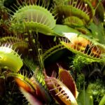 venus-fly-trap-3684935_1280.jpg